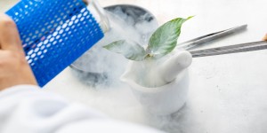Liquid nitrogen is poured on green leaves in a mortar and pestle in a lab.